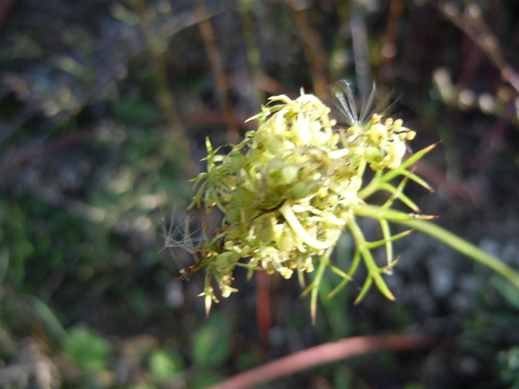 Piccola Apiacea - Daucus carota